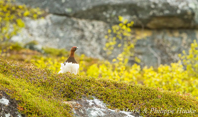 Lagopede des saules 2688.jpg - Lagopède des saules, Lagopus lagopus (Senja, Norvège, juin 2012)